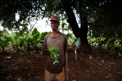 El curandero tradicional Sahihi Mrisho 67, ofrece raíces medicinales en la aldea de Makunduchi, Zanzíbar, Tanzania, el 26 de agosto de 2018. Mrisho cultiva y recolecta la mayoría de los medicamentos que usa en su práctica y fue enseñado por sus padres, ambos curanderos. No hay control alguno sobre las hierbas y sus propiedades. El Gobierno del país quiere cambiar esto.