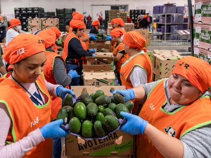 Trabajadores en una planta de empaque de aguacate, en Uruapan, Michoacán, el 18 de marzo de 2025.