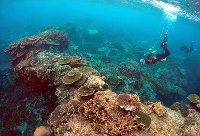 Vista del arrecife Coral Gardens, situado en la isla Lady Elliot, en Queensland (Australia).