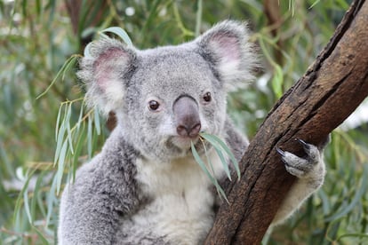 Koalas Australia