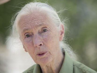 Jane Goodall, ayer, en el Museo Nacional de Ciencia y Tecnolog&iacute;a.