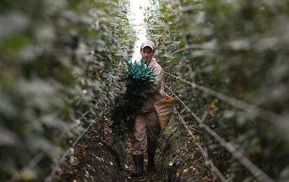 Un trabajador lleva una docena de rosa recogidas en la compañía de flores Ayura en Tocancipa, al norte de Bogotá, Colombia.