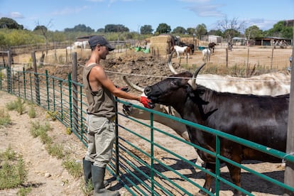 Un voluntario que cuida a los animales del santuario acaricia a Marius, un imponente toro, víctima de maltrato.