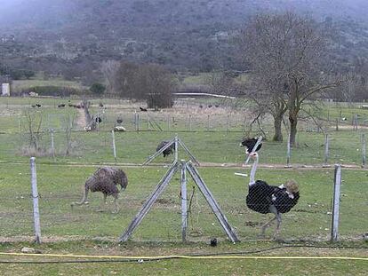 Granja de avestruces de Robledo de Chavela, Madrid.