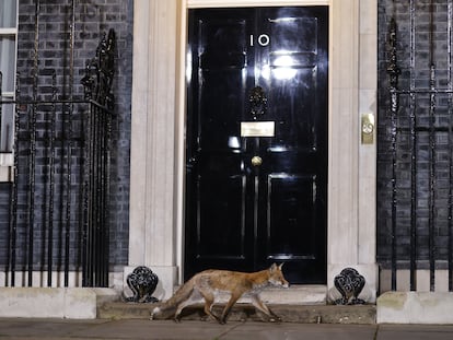 Un zorro pasa frente al número 10 de Downing Street, este martes.