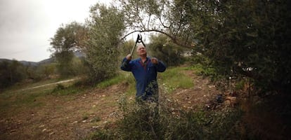 Un trabajador en un olivar de Deoleo.