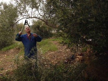 Un trabajador en un olivar de Deoleo.