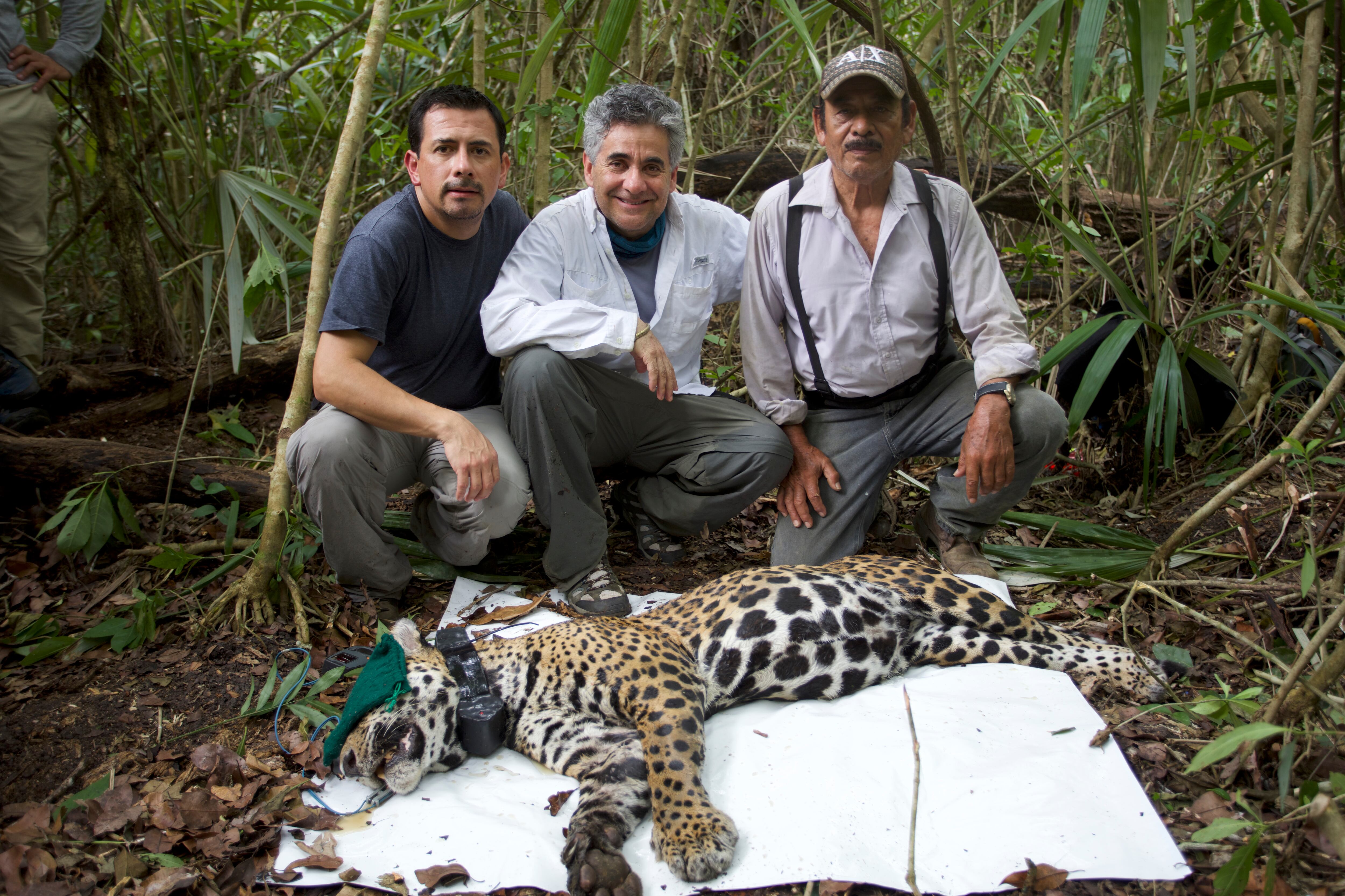 Captura de un ejemplar de jaguar en la Laguna Om (Quintana Roo).
