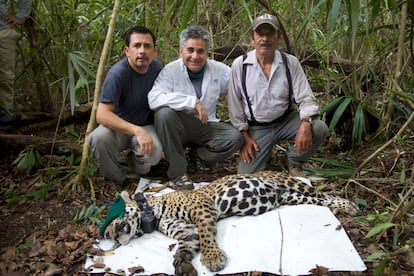 Captura de un ejemplar de jaguar en la Laguna Om (Quintana Roo).