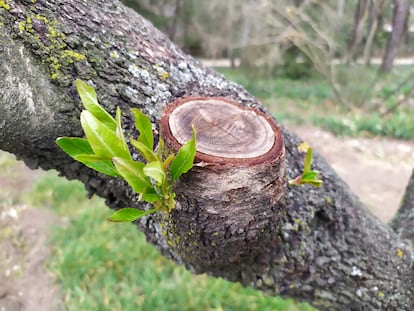 Un corte de poda en un almendro.