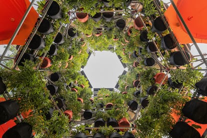 Polinature, a project designed to reduce heat and attract pollinators, installed at Harvard University.