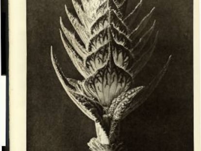 Fotograf&iacute;as de la serie de los a&ntilde;os veinte &#039;Formas art&iacute;sticas de la naturaleza&#039;, de Karl Blossfeldt.