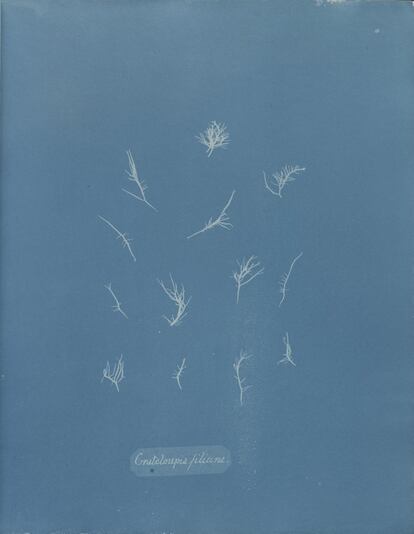 Grateloupia filicina, de la Parte IX de Photographs of British Algae -Cyanotypes Impressions, 1848-49