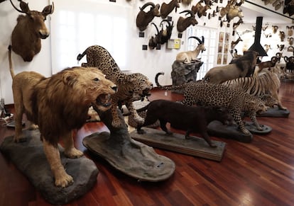 La colección de Marcial Gómez Sequeira incluye todo tipo de grandes felinos, como leones, leopardos, guepardos, panteras y tigres.