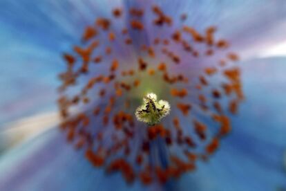 Detalle del pistilo de una Meconopsis de la exposición de Flores De Chelsea, celebrado en Londres (Reino Unido).