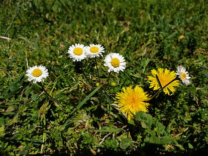 Dientes de león y chirivitas en los pastos del parque del Retiro.