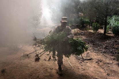 Los cultivos de marihuana, con plantas de una altura entre 1,2 y 1,7 metros, fueron arrancados y quemados.