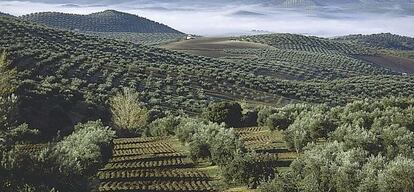 Un olivar de Jaén.
