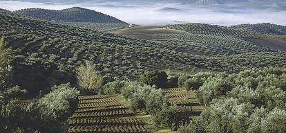 Un olivar de Ja&eacute;n.