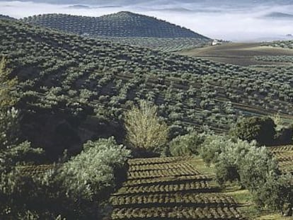 Un olivar de Ja&eacute;n.