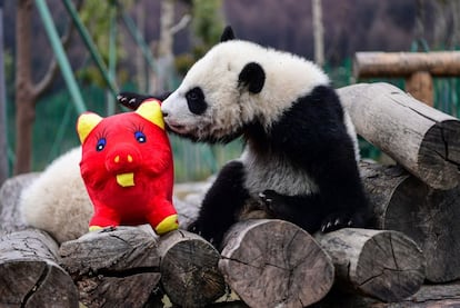 Um filhote de panda brinca com um porco de pelúcia na Reserva Natural Nacional de Wolong em Wenchuan, província de Sichuan, sudoeste da China.