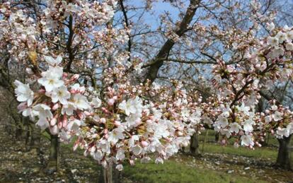 Cerezos en flor en la arboleda de Brogdale Collections, en el condado de Kent (Reino Unido).