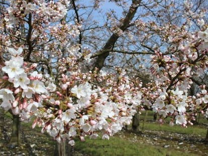 Cerezos en flor en la arboleda de Brogdale Collections, en el condado de Kent (Reino Unido).