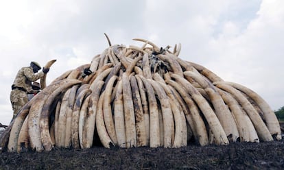 Un guardabosques keniano coloca un colmillo de elefante confiscado para ser incendiado, en el Parque Nacional de Nairobi (Kenia).