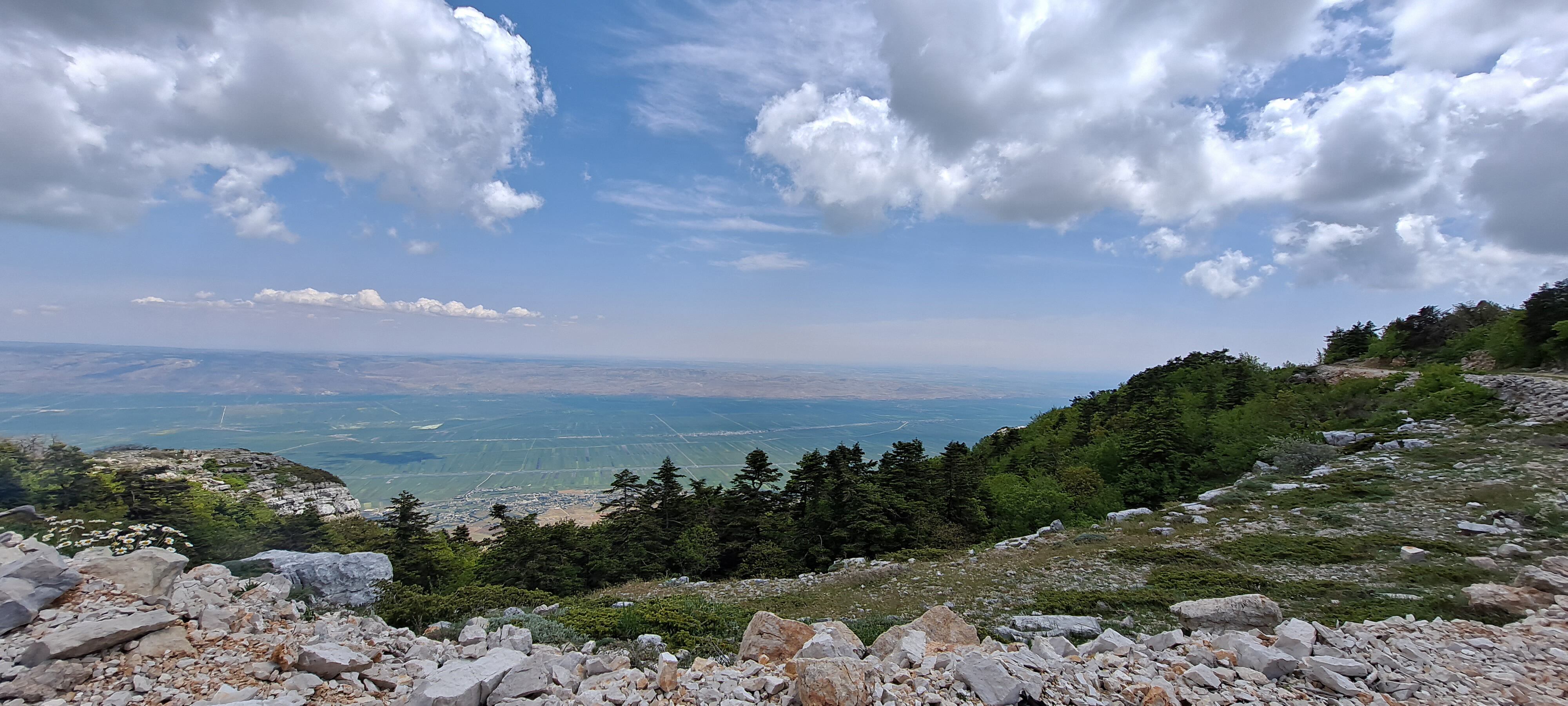 Un bosque del noroeste de Siria, en una imagen facilitada por la investigadora Angham Daiyoub.