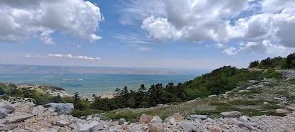 A forest in northwest Syria, in an image provided by researcher Angham Daiyoub.