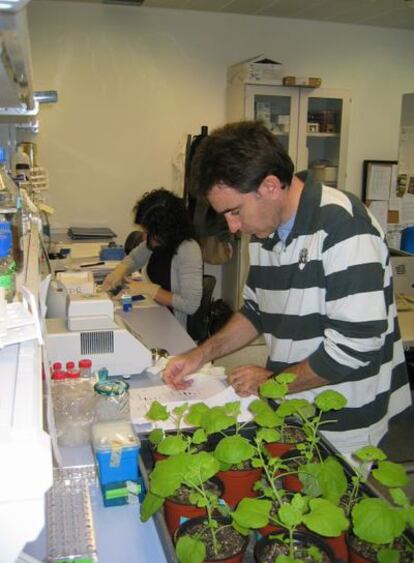 Pedro Rodríguez trabaja en su laboratorio del Instituto de Biología Molecular y Celular de Plantas.