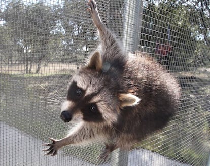 Un mapache en el Centro de Recuperación de Animales Silvestres de la Comunidad de Madrid.