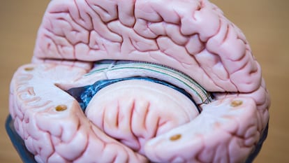 Un modelo de un cerebro humano que muestra los componentes internos y externos del cerebelo.