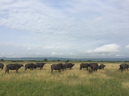 El Parque Nacional Reina Isabel es el más visitado de Uganda. Tiene más especies de aves que toda España y también leones, leopardos, hienas, elefantes, diferentes tipos de antílopes, hipopótamos y chimpancés, entre muchos otros mamíferos. Los búfalos son una presa habitual de los leones, aunque en ocasiones se defienden y protegen a los jóvenes. Son unos animales fuertes y pueden matar a un león.