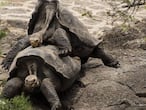 Tortugas en las Islas Galápagos