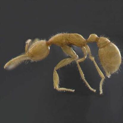 Imagen de la hormiga descubierta