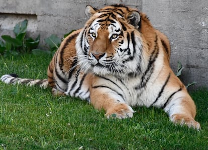 Uno de los tigres siberianos que han llegado al zoológico de Madrid.