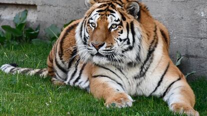 Uno de los tigres siberianos que han llegado al zoológico de Madrid.