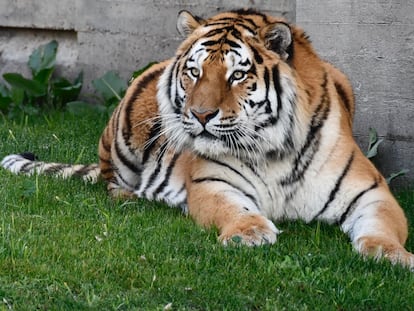 Uno de los tigres siberianos que han llegado al zoológico de Madrid.