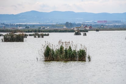 Humedal del parque natural de la Albufera, en Valencia.