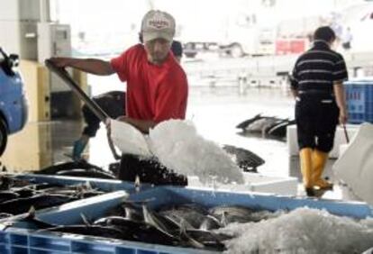 Un trabajor cubre de hielo los pescados en el mercado de Kesennuma, al norte de Japón, como un primer paso para recuperar la industria de la pesca, donde la costa pacífica resultó devastada por el tsunami y posterior terremoto. EFE/Archivo