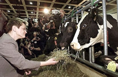 Renate Künast, ministra alemana de Agricultura, alimenta a una vaca en una feria de ganado en Berlín.