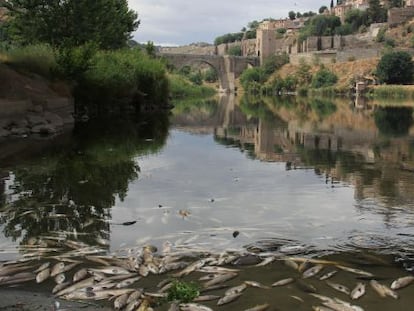 Peces muertos en el río Tajo a su paso por Toledo.