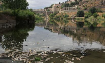 Peces muertos en el río Tajo a su paso por Toledo.