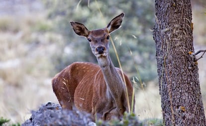 Un ciervo en el parque natural de la Sierra de Cazorla (Jaén).