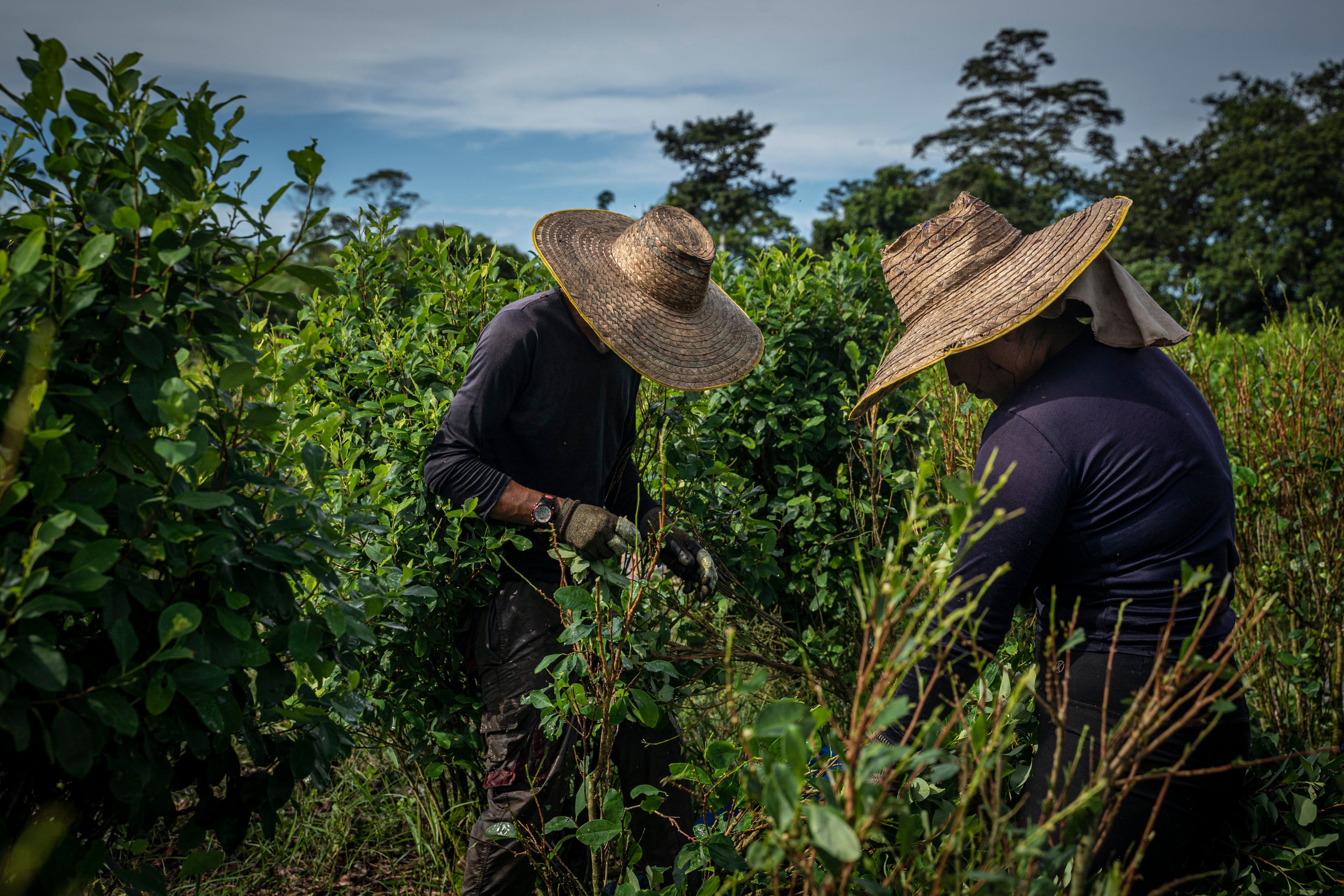 Productores de coca trabajan en Llorente, Colombia, en 2023.