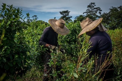 Coca farmers work in Llorente, Colombia, in 2023.