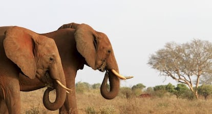 Elefantes en el parque nacional Tsavo (Kenia), donde vivía el ejemplar Satao, muerto con flechas envenenadas en mayo