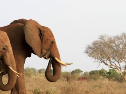 Elefantes en el parque nacional Tsavo (Kenia), donde vivía el ejemplar Satao, muerto con flechas envenenadas en mayo