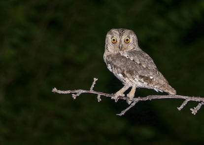 Ejemplar de autillo europeo, una de las especies de aves que ha adelantado la puesta de huevos por el cambio climático.